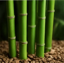 Bamboo Seeds