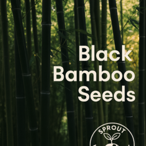 Black Bamboo seeds – striking dark-stalked non-GMO bamboo ideal for modern gardens and privacy screens