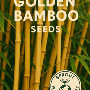 Golden Bamboo seeds – bright-stalked non-GMO bamboo for privacy screens and landscaping