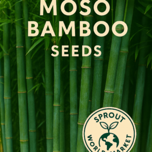 Moso Bamboo seeds – fast-growing non-GMO variety for privacy screens and ornamental gardens