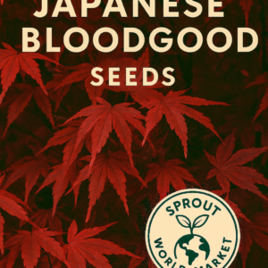 Japanese Bloodgood Maple seeds – fresh harvest non-GMO